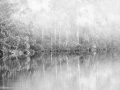 Print-Mono-Gold-Nadine-Henley-Karri-Valley-Forest