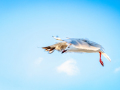 Projected-Colour-Bronze-Angela-Bushby-In-Flight
