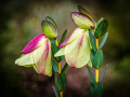 Projected-Colour-Bronze-Kay-Cypher-Wilder-Flower