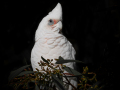 Projected-Colour-Gold-Jacki-Hollick-Bird-In-A-Basket