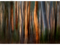 Projected-Colour-Silver-Barbara-Brown-Dryandra