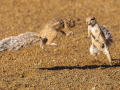 Projected-Subject-Bronze-Barbara-Barnett-Squirrels-Fighting