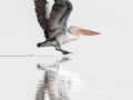 Projected-Subject-Silver-Jacki-Hollick-Flying-Low