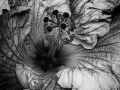 Print-Colour-Silver-Hibiscus-Flower-Jean-Wilson
