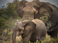 Gold_Novice Projected_Two Elephants_Rita Atkinson