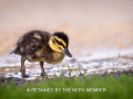 Gold_Subject Projected_Duckling all alone_Jennie Stock