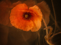 Print-Colour-Jean-Wilson-Bronze-Remembrance-Poppy